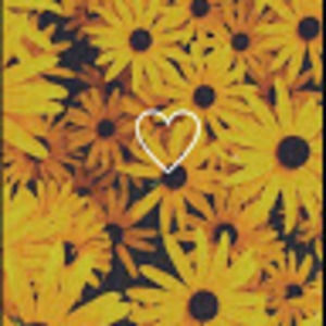 Meet your Posher, Joi